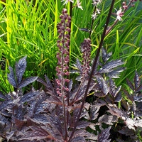 Actaea simplex 'Brunette'
